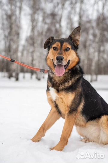 Отдам в добрые руки