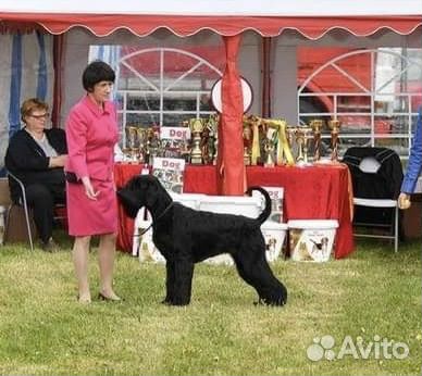 Щенки ризеншнауцера