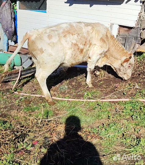 Бык на мясо или племя