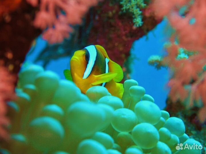 Фотоаппарат для подводной съемки