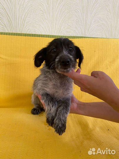 Тотошка щенок от маленькой собачки