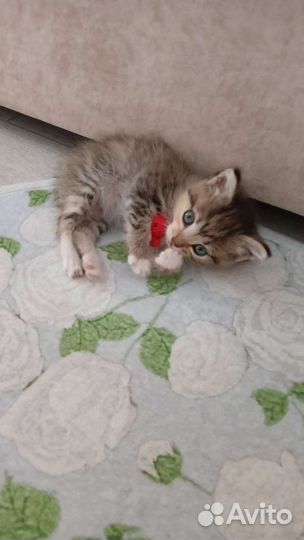 Котенок