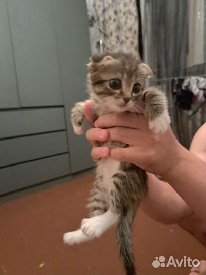 Котята бесплатно