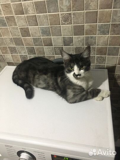 Случка кошки майкун