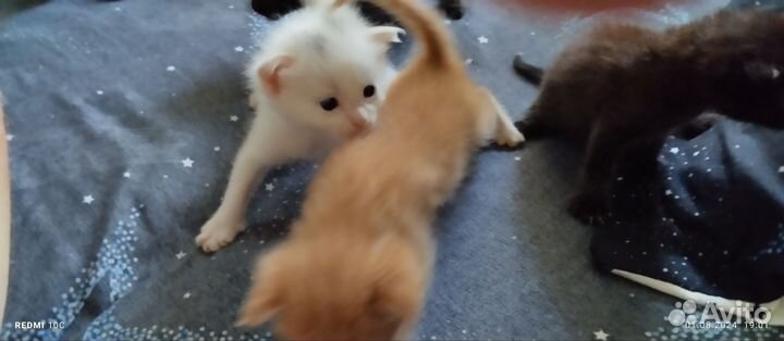 Отдам котят в надежные руки