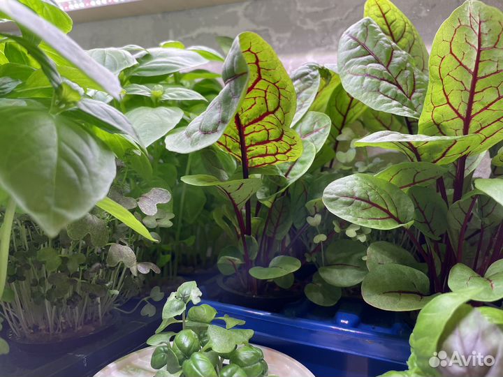 Базилик зеленый и другая зелень в стаканчиках