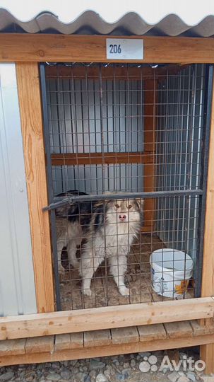 Возможно ваша собака попала в отлов