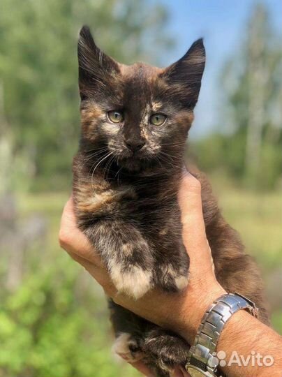 Котята Мейн-Кун