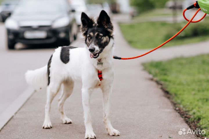 Собака Луна в добрые руки