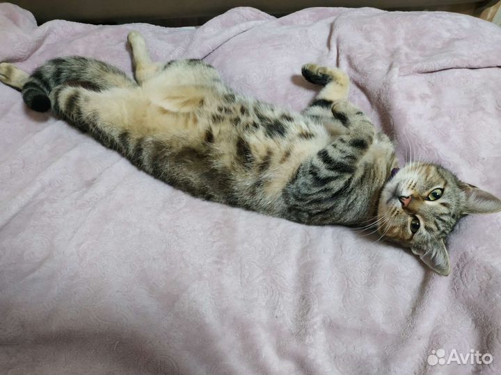 Ласковый котик