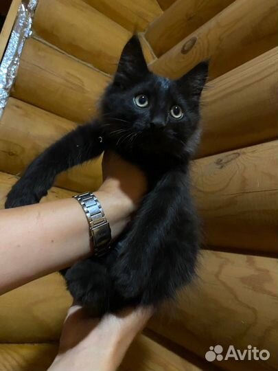 Кошки