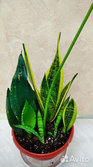 Сансевиерия