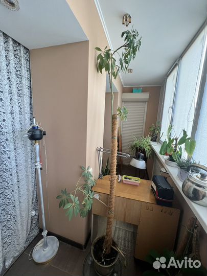 Шефлера цветок, высокий 2 метра