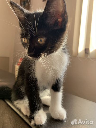 Чудесный котенок в добрые руки)