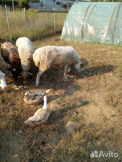 Овцы на мясо на развод