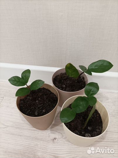 Цветы комнатные