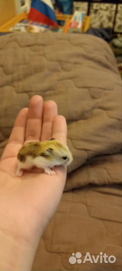 Джунгарский хомяк