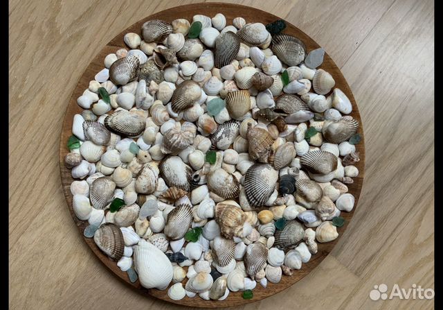 Ракушки морские