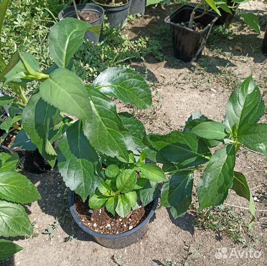 Гортензия Френч Болеро