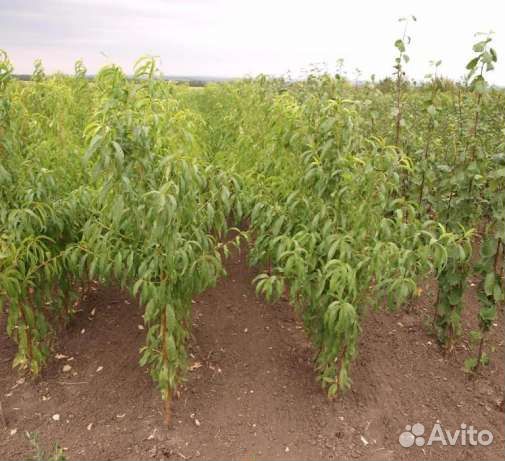 Саженцы черешни