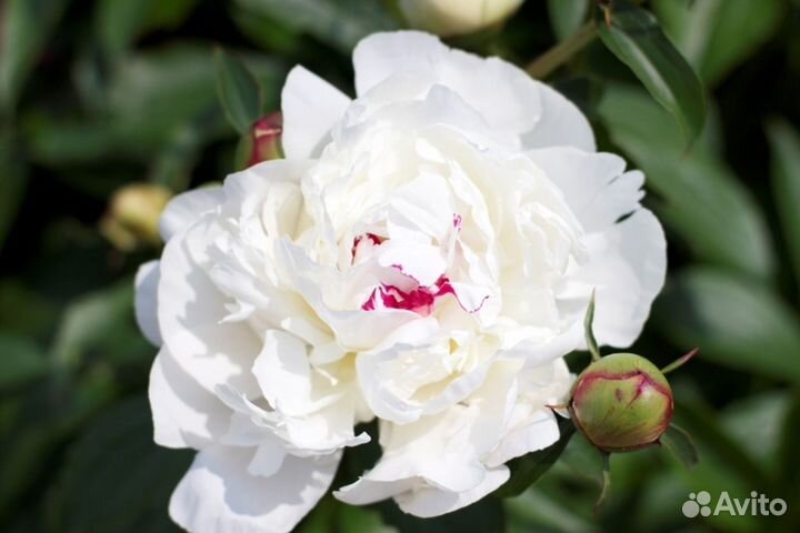 Пион Фестива максима