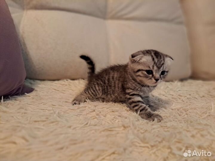 Шотландские вислоухие котята