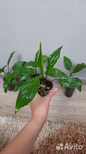 Спатифиллум