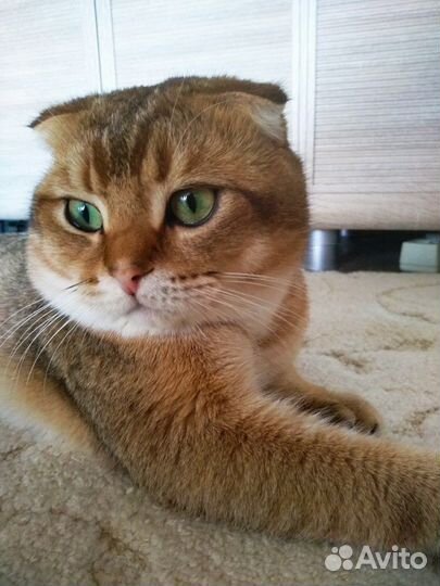 Вязка с вислоухим шотландский котом