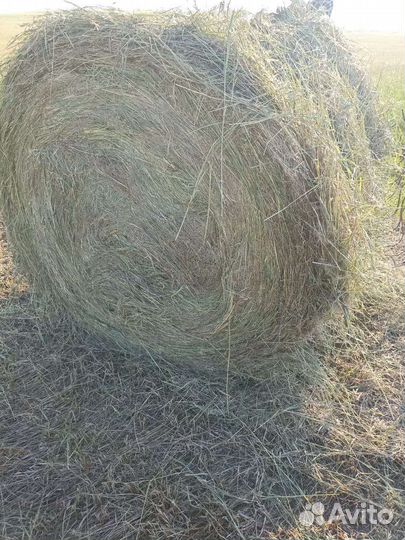 Сено в рулонах 2023