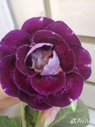 Глоксинии цветущие