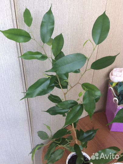 Фикус бенджамина экзотика