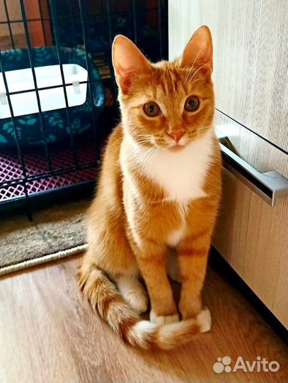 Кошечка рыжая красотка в добрые руки бесплатно