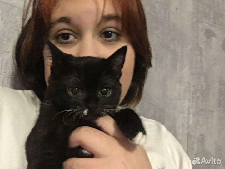 Передержка животных