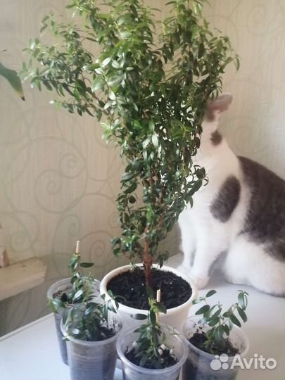 Домашние цветы