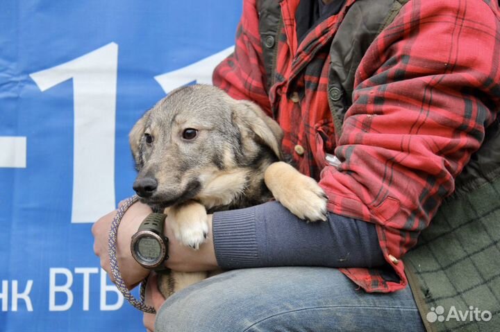 Собака из приюта в добрые руки. Поночка