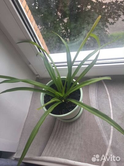 Хлорофитум