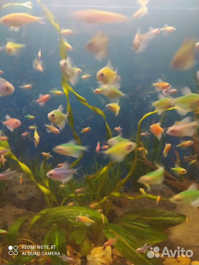 Карамельки- тернеции