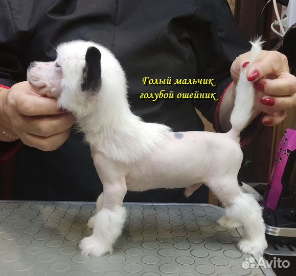 Щенки китайской хохлатой собачки