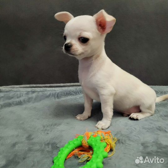 Щенки чихуахуа