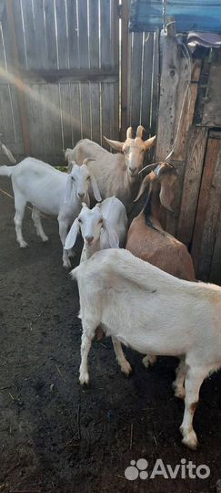 Нубийские козы