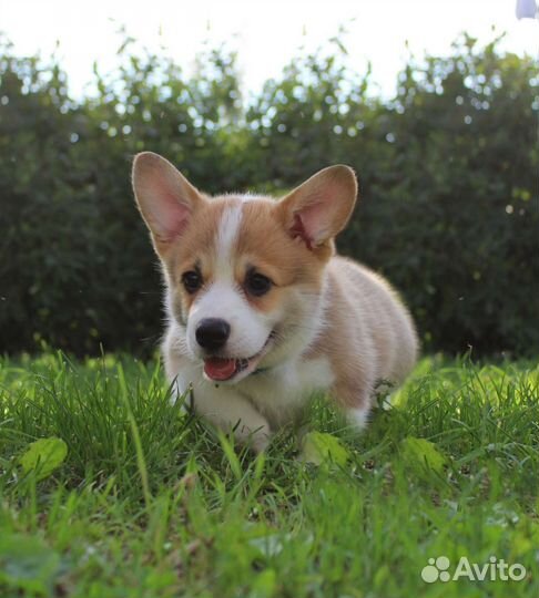 Щенки вельш-корги пемброк