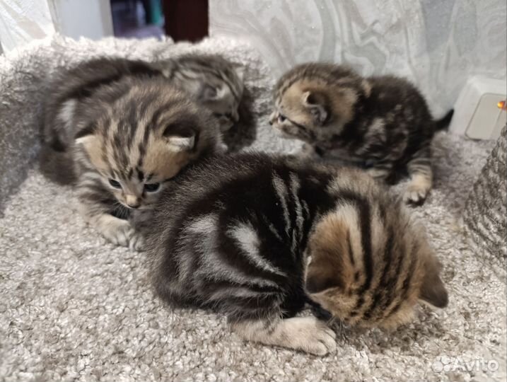 Британские котята