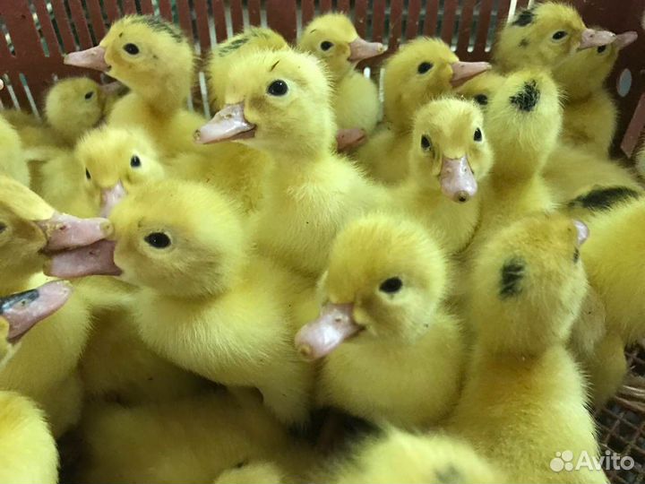 Суточные утята и суточные муларды. Еженедельно