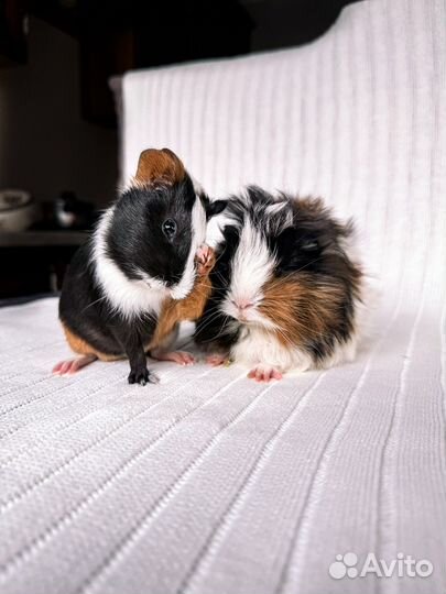 Морские свинки