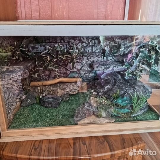 Террариум для эублефара бу