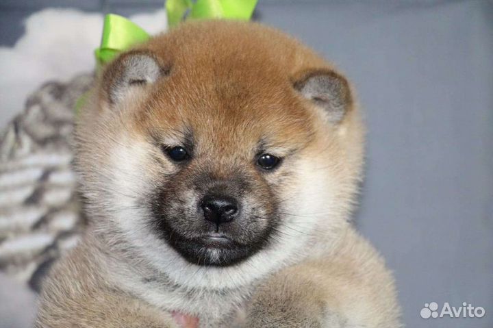 Щенки сиба ину