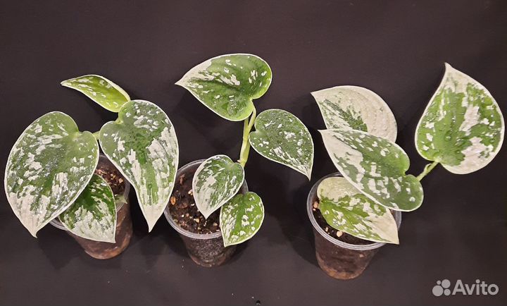 Сциндапсусы