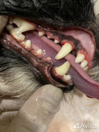 Ультразвуковая чистка зубов собакам