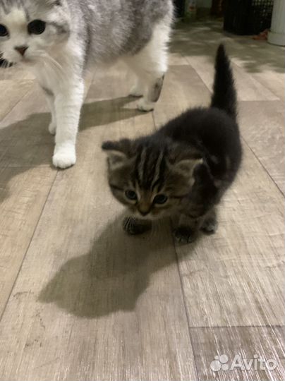 Кошка в дар бесплатно