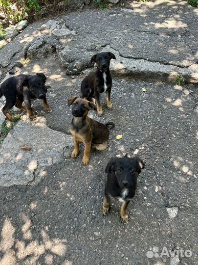 Щенки дворняжки симпатяги
